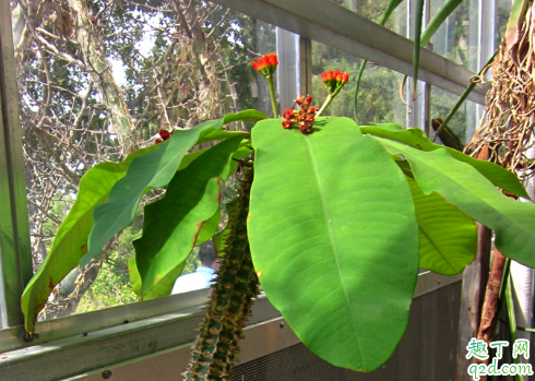 噴火龍爛根怎么回事 噴火龍老是爛根怎么解決2