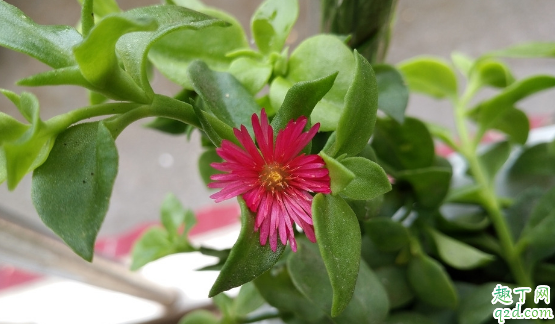 牡丹吊蘭啥時候種成活率高 種牡丹吊蘭時哪些是要注意的3