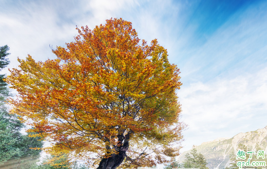 七葉樹又叫菩提樹嗎 七葉樹與菩提樹的區(qū)別在哪1