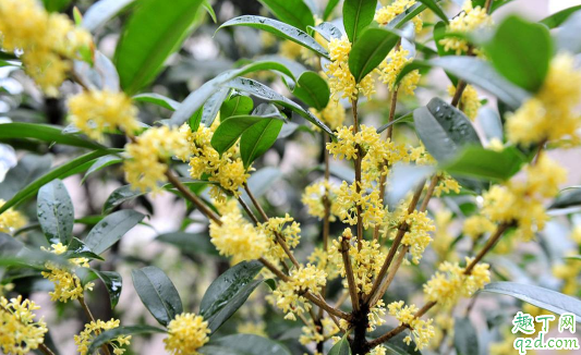 四季桂黃葉的原因是什么 四季桂黃葉怎么補(bǔ)救2