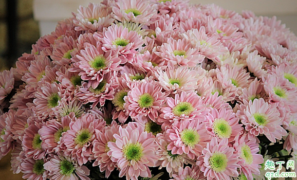 多頭菊花期是啥時候 多頭菊花期結束之后要怎么打理1