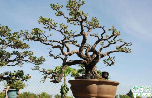 象牙樹好養(yǎng)活嗎 象牙樹怎么養(yǎng)長得旺盛3