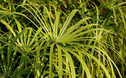 棕竹容易養(yǎng)嗎 養(yǎng)棕竹哪些事項是要注意的