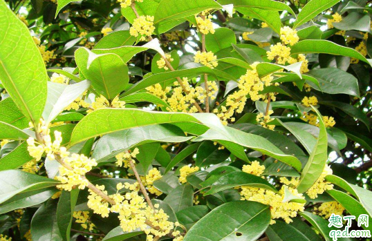 四季桂黃葉的原因是什么 四季桂黃葉怎么補(bǔ)救3