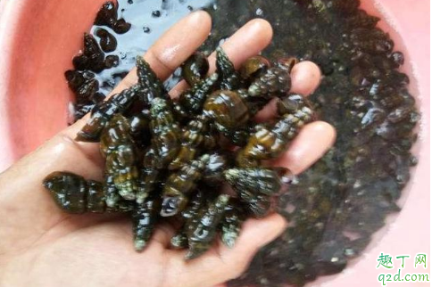 山坑螺值得人工養(yǎng)殖嗎 養(yǎng)殖山坑螺賺錢嗎2