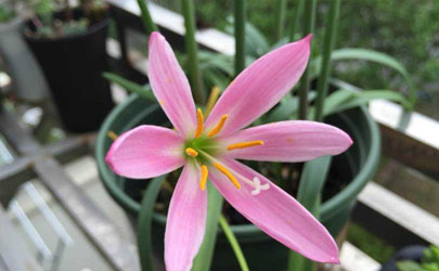 風雨蘭好養(yǎng)活嗎風雨蘭怎樣養(yǎng)才能夠爆盆