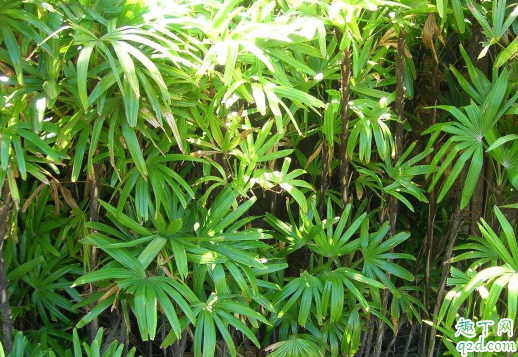 棕竹容易養(yǎng)嗎 養(yǎng)棕竹哪些事項是要注意的2