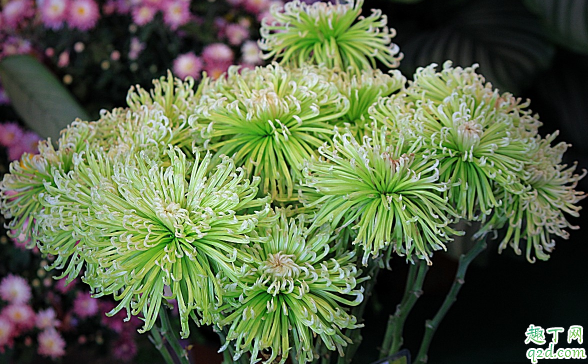 多頭菊花期是啥時候 多頭菊花期結束之后要怎么打理2