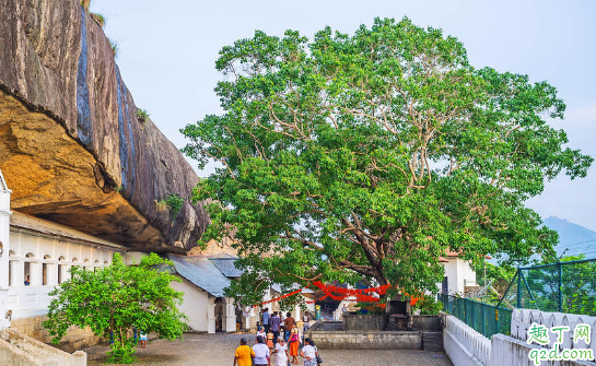 七葉樹又叫菩提樹嗎 七葉樹與菩提樹的區(qū)別在哪3