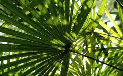 棕竹為啥老是黃葉 棕竹總愛黃葉怎么補救