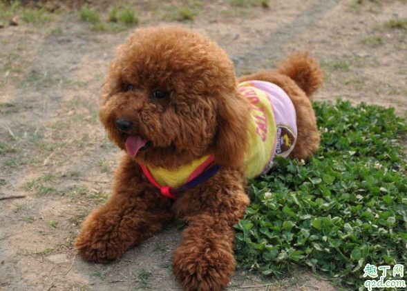 泰迪為何天生很色 為什么泰迪睡覺摸它會抬腿1