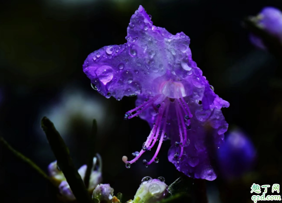 蝴蝶梅為啥老黃葉 蝴蝶梅黃葉子怎么救3