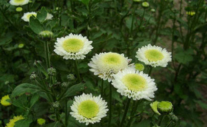 多頭菊生長期一定要摘心嗎 多頭菊花期結束之后要怎么打理