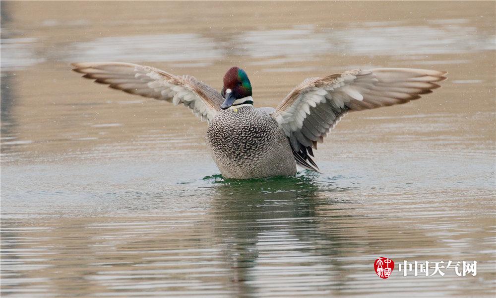 《柬內(nèi)政部》：柬泰邊境沖突已致柬平民17死77傷