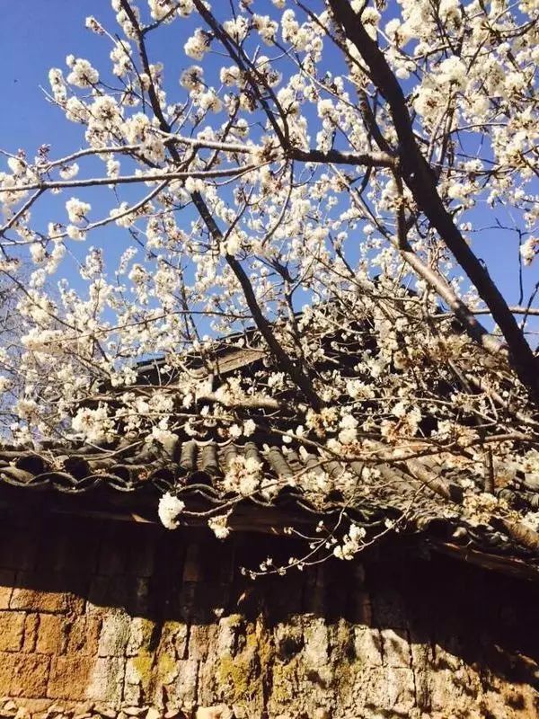 束河桃花塢，在茶馬古道浮生清閑陪父母慢慢變