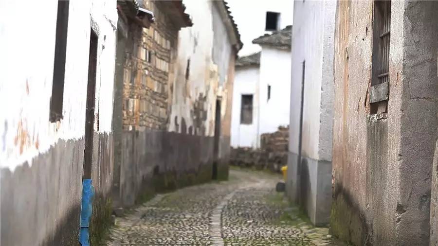 梧桐小筑，一幅靜靜舒展的水墨畫卷