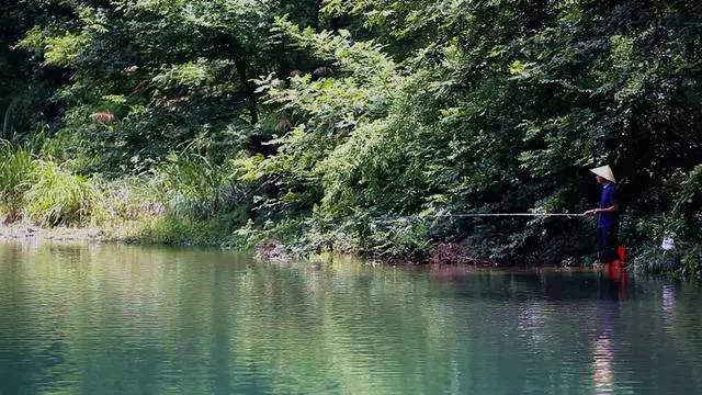 梧桐小筑，一幅靜靜舒展的水墨畫卷