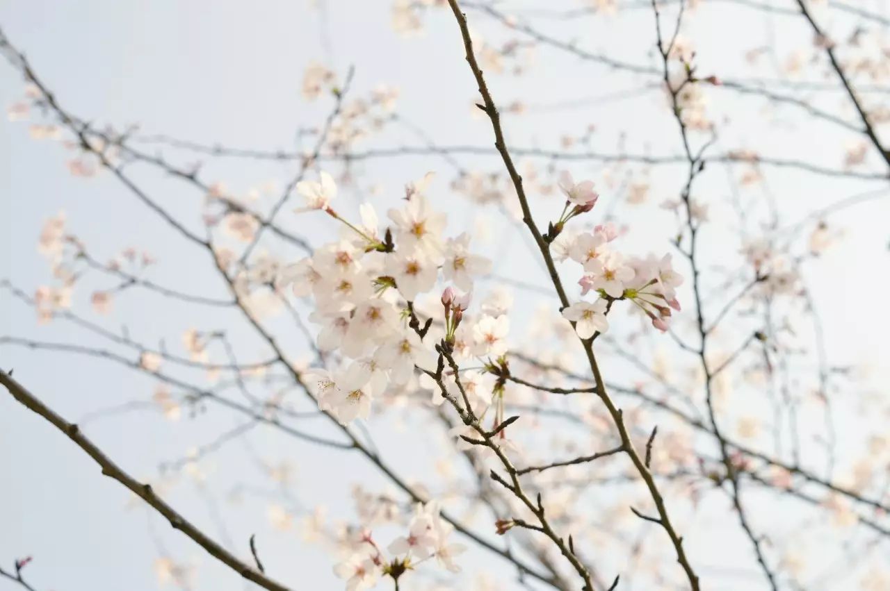 瓜洲云裳山村，春風(fēng)又綠江岸春