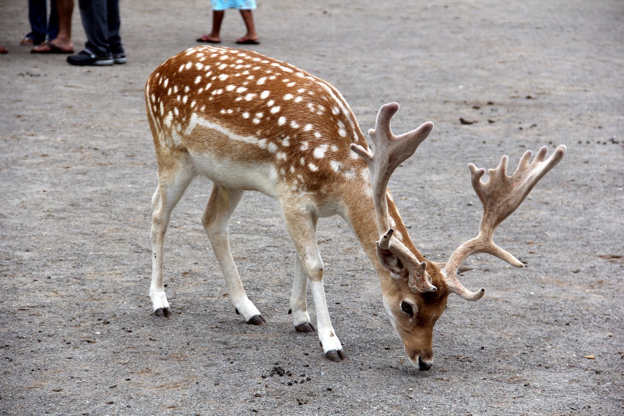 多村一號(hào)，在海外住進(jìn)小別墅慢條思理地生活