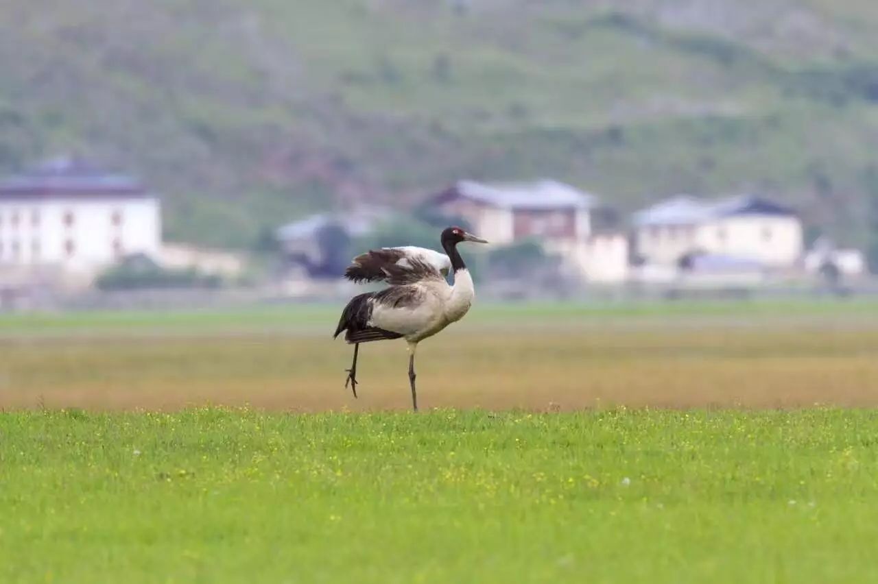 香格里拉薩洛頤度假酒店，以上帝視角看納帕海