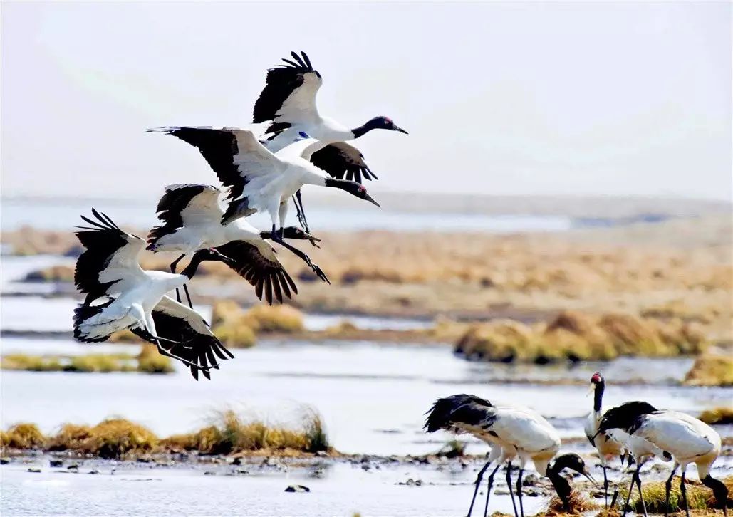 香格里拉薩洛頤度假酒店，以上帝視角看納帕海