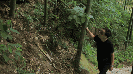 珀洱半坡，在竹海樹林之間盡享山間好風(fēng)光