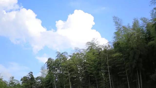 珀洱半坡，在竹海樹(shù)林之間盡享山間好風(fēng)光