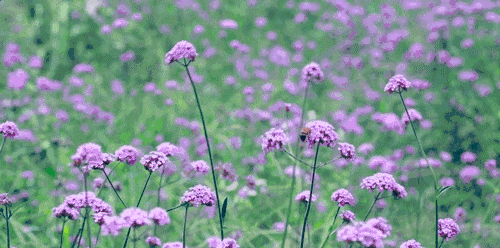 螞蟻尚墅，在山谷的花田美舍里生活
