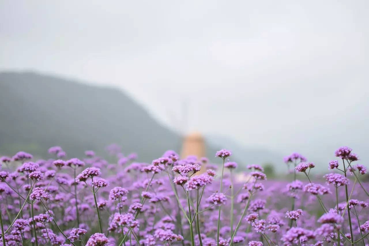 螞蟻尚墅，在山谷的花田美舍里生活