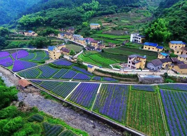 螞蟻尚墅，在山谷的花田美舍里生活