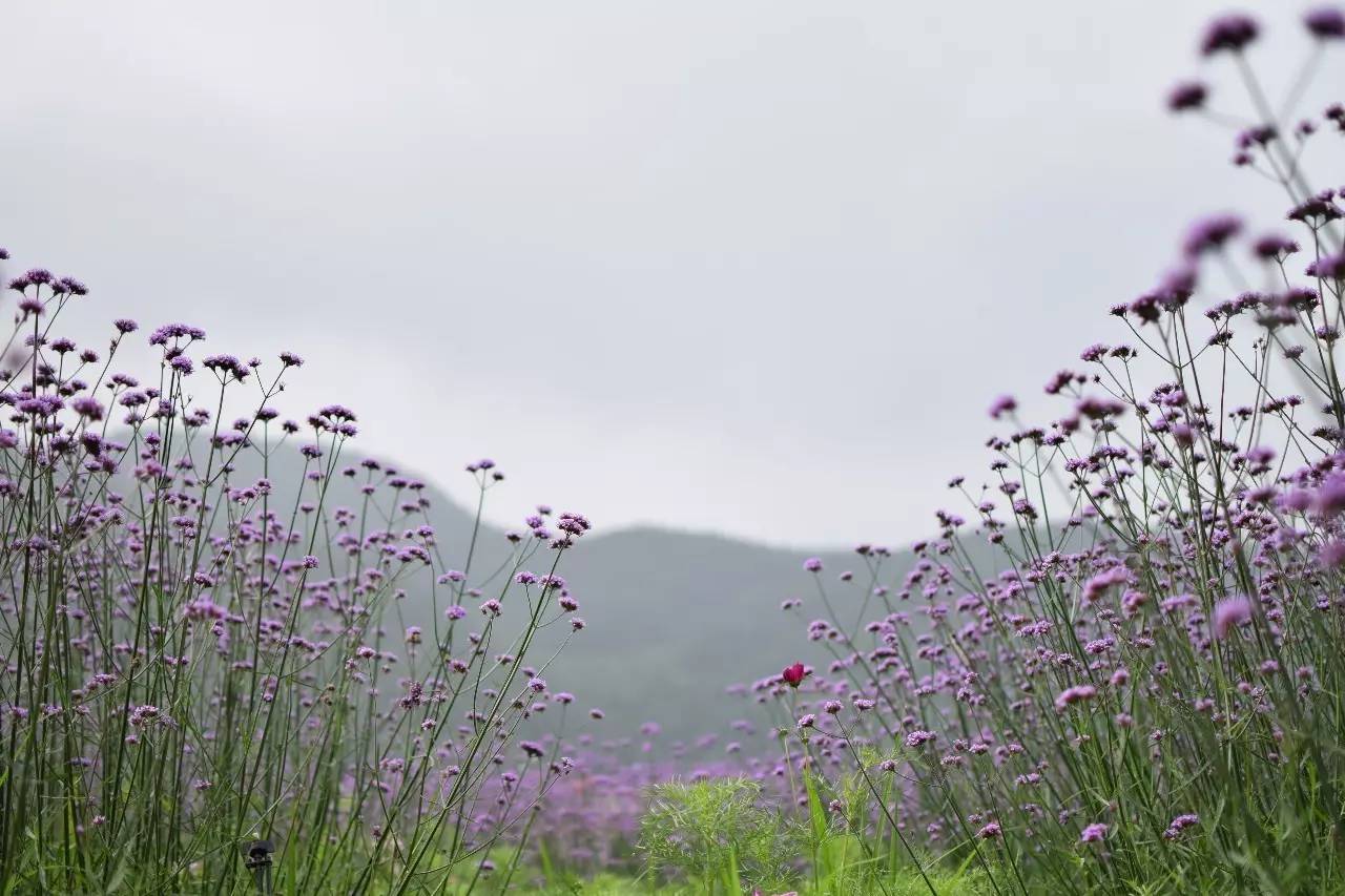 螞蟻尚墅，在山谷的花田美舍里生活