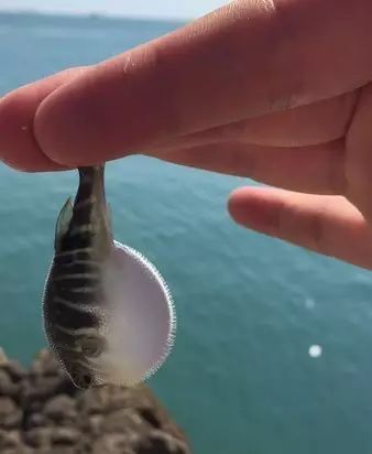 溫州·花崗漁村，海外桃源別有天此間小住亦神仙