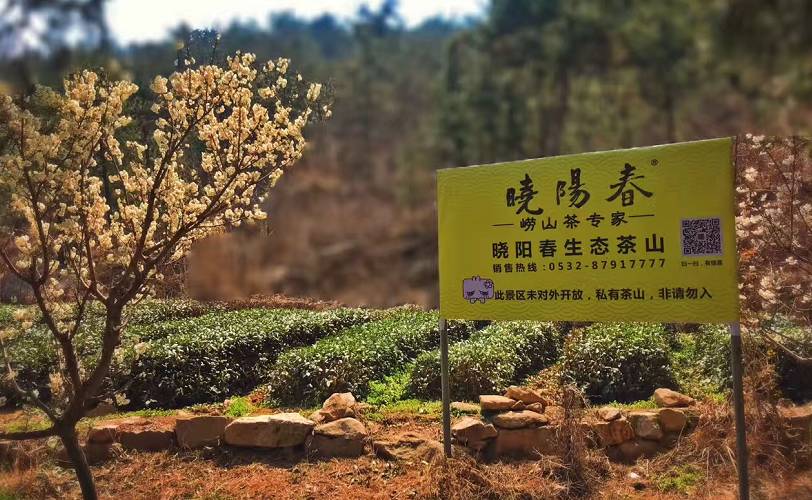 曉陽春茶，尋找茶道融于茶水中的美好生活