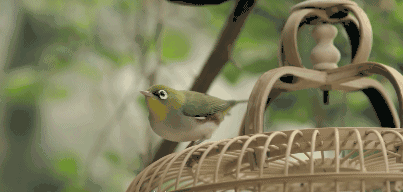 曉陽春茶，尋找茶道融于茶水中的美好生活