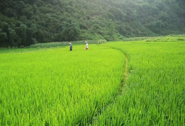桃花壹號(hào)，靜下來品味生活最美的那一面