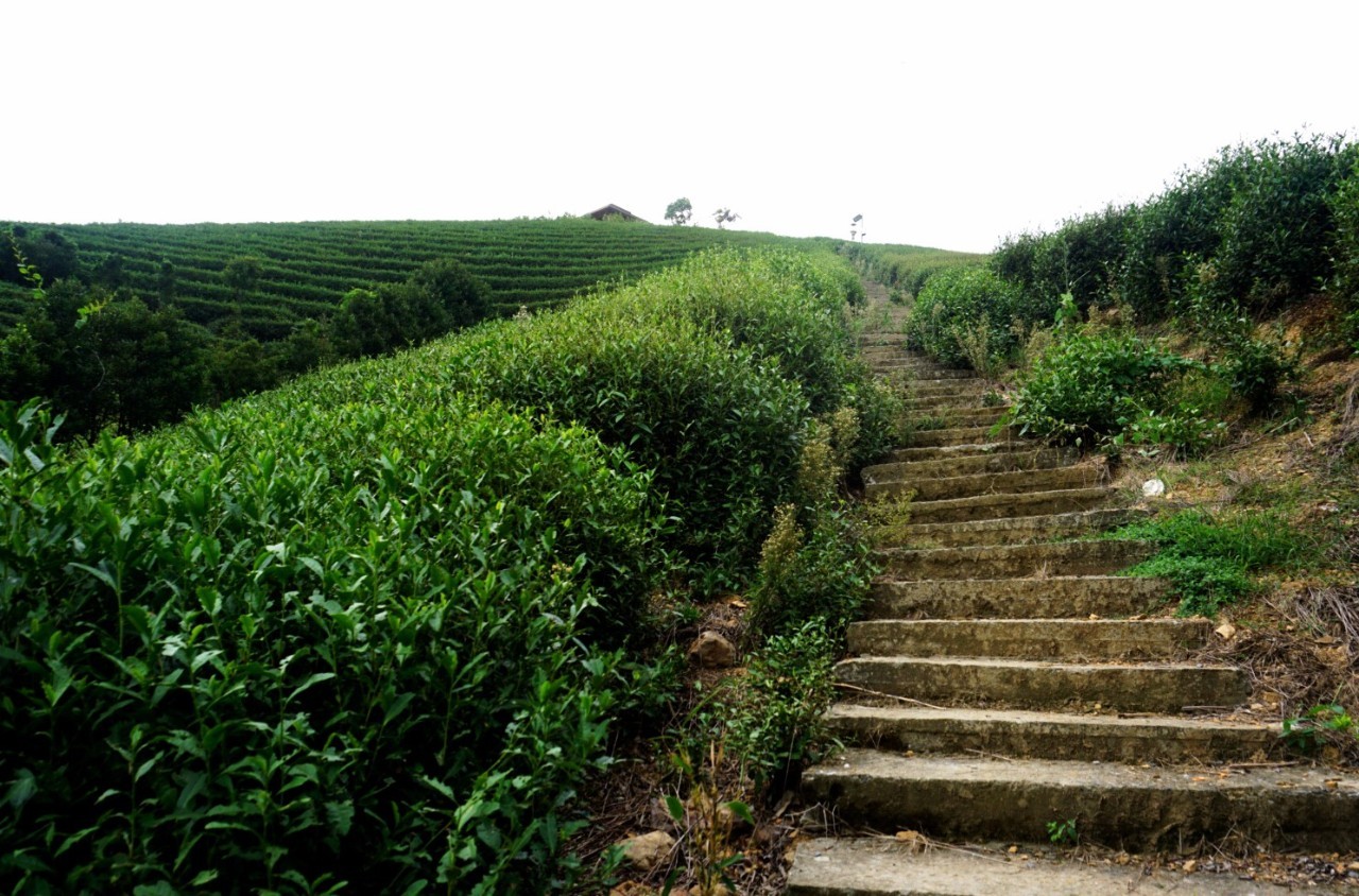茗墅茶莊園，西湖以外的西湖