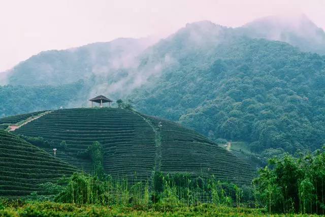 茗墅茶莊園，西湖以外的西湖
