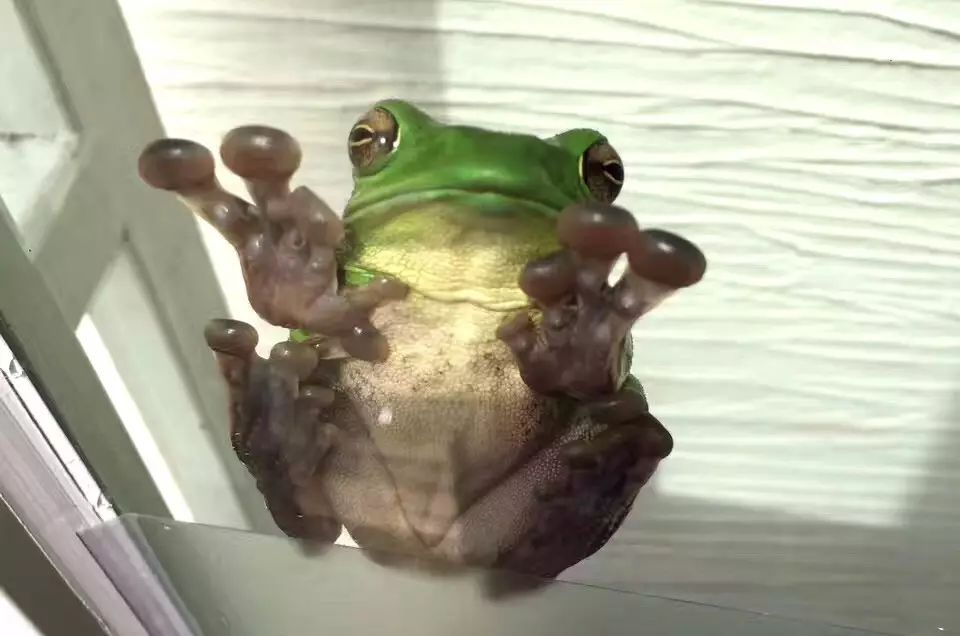 茗墅茶莊園，西湖以外的西湖