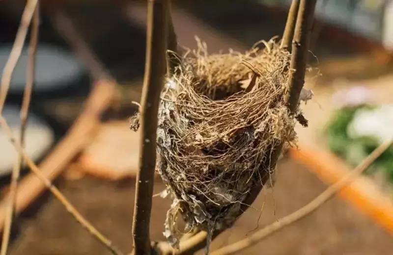 桃花源，有花為伴有茶糊口每一天都是美好光陰