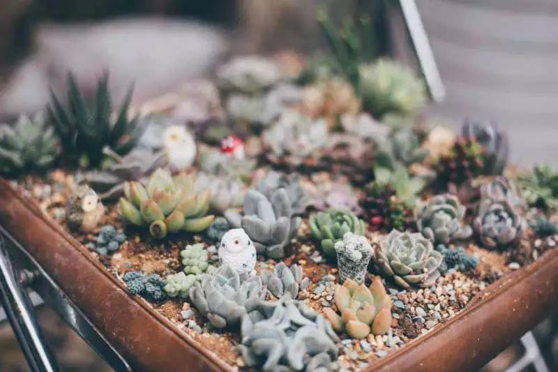 桃花源，有花為伴有茶糊口每一天都是美好光陰