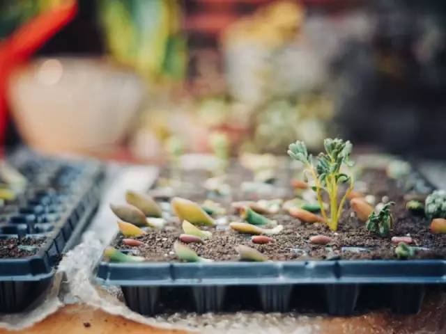 桃花源，有花為伴有茶糊口每一天都是美好光陰