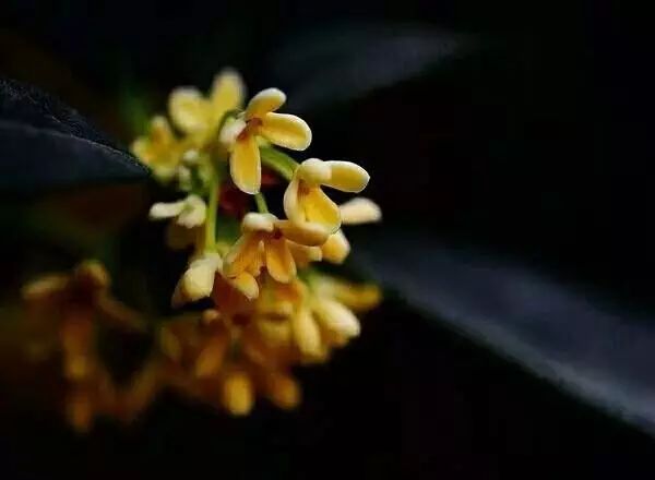 杭州·若白雅苑，擁有無邊泳池「最好泡民宿」