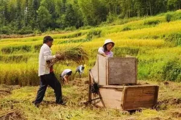 3間開在稻田里的民宿，回歸自然向往田園風(fēng)光