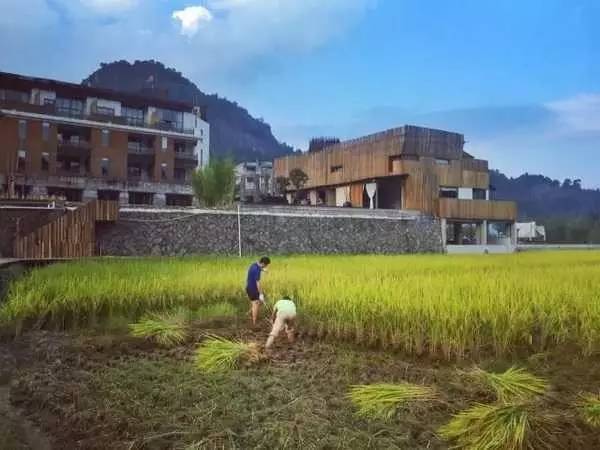 3間開在稻田里的民宿，回歸自然向往田園風(fēng)光