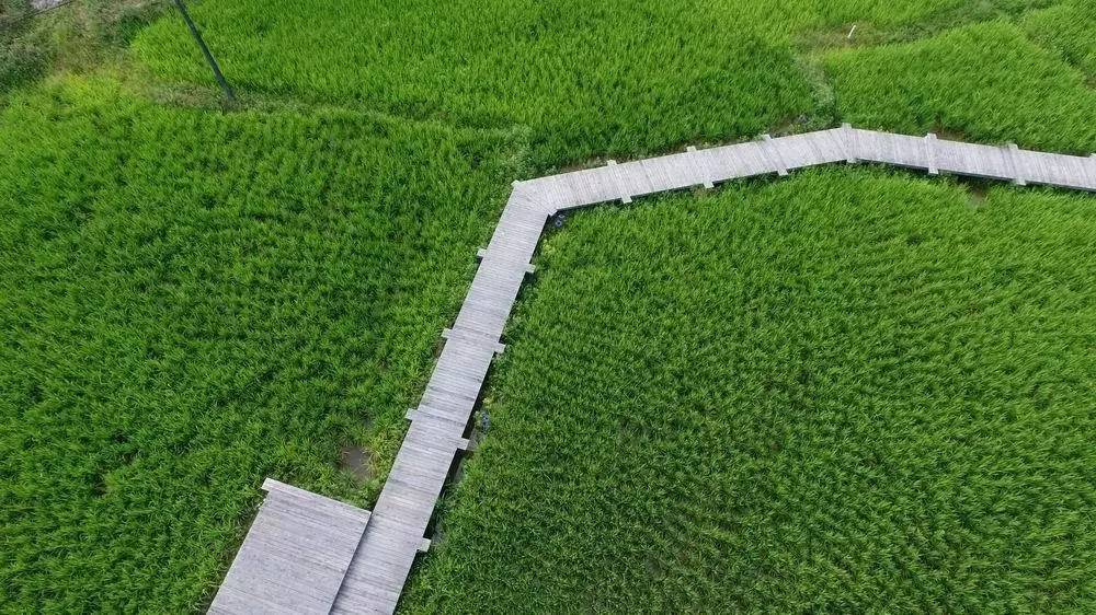 3間開在稻田里的民宿，回歸自然向往田園風(fēng)光