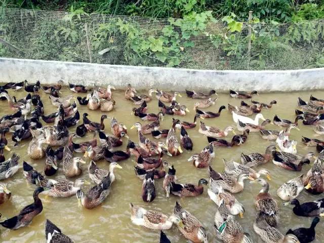 3間開在稻田里的民宿，回歸自然向往田園風(fēng)光