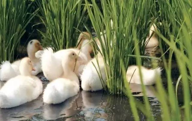 3間開在稻田里的民宿，回歸自然向往田園風(fēng)光