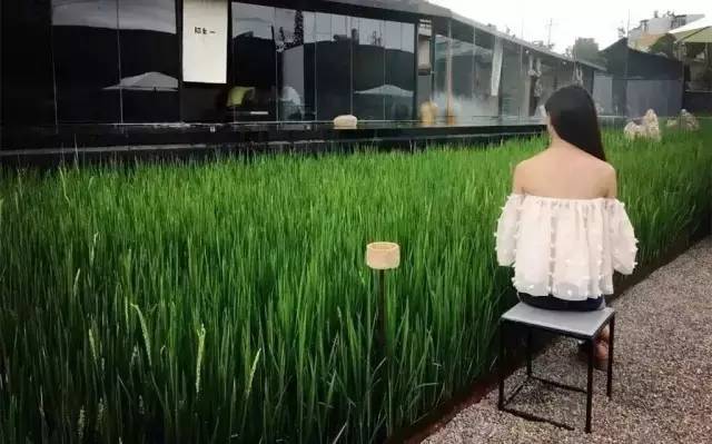 3間開(kāi)在稻田里的民宿，回歸自然向往田園風(fēng)光