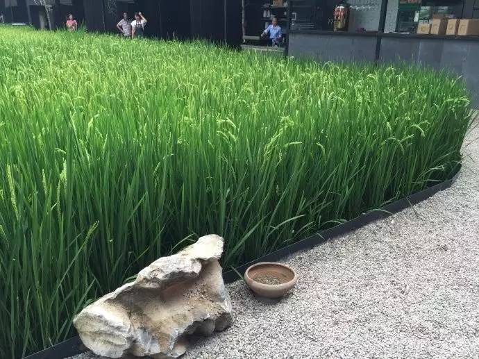 3間開(kāi)在稻田里的民宿，回歸自然向往田園風(fēng)光