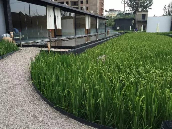 3間開在稻田里的民宿，回歸自然向往田園風光